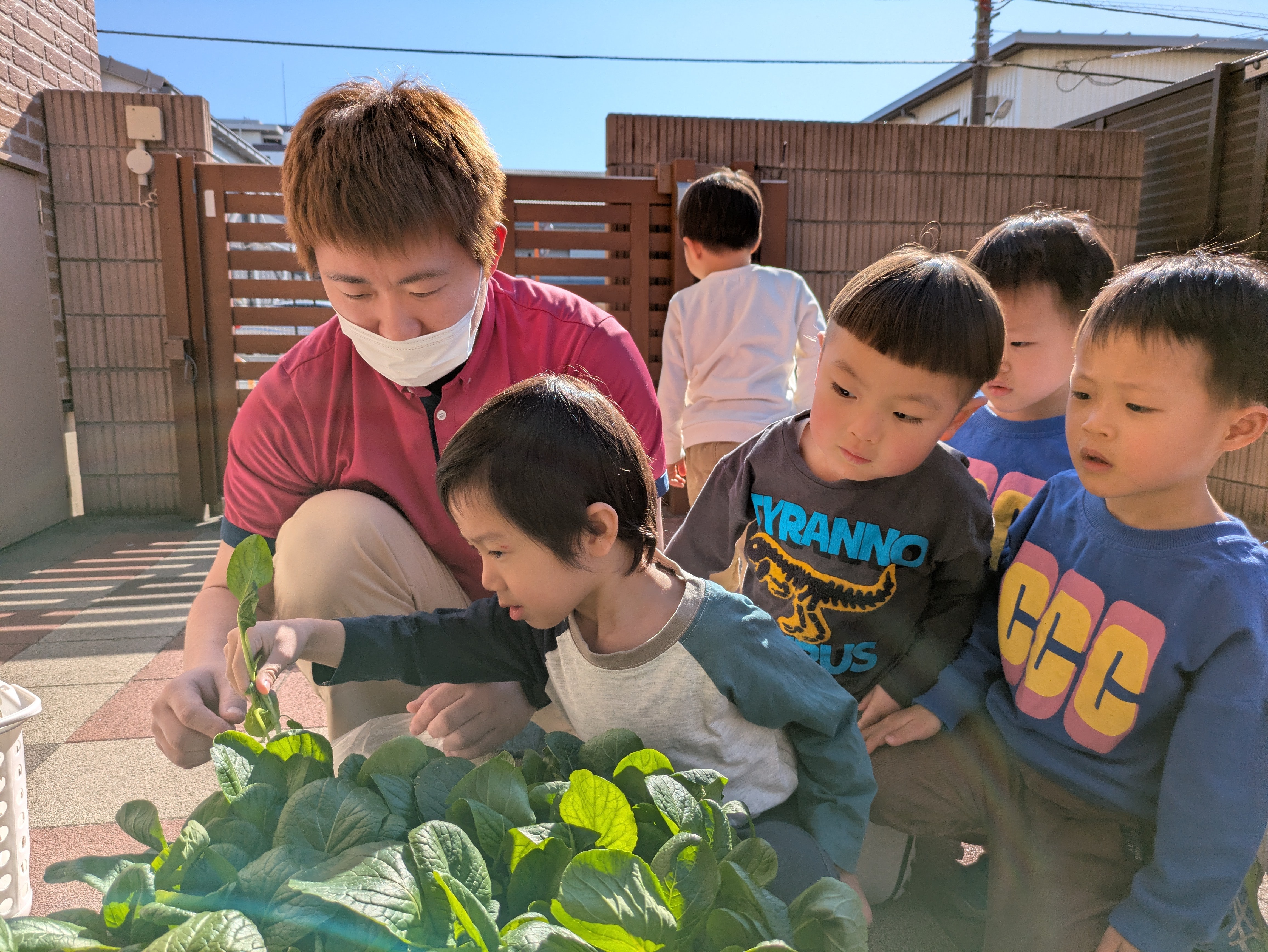 ひなた組　小松菜収穫！！
