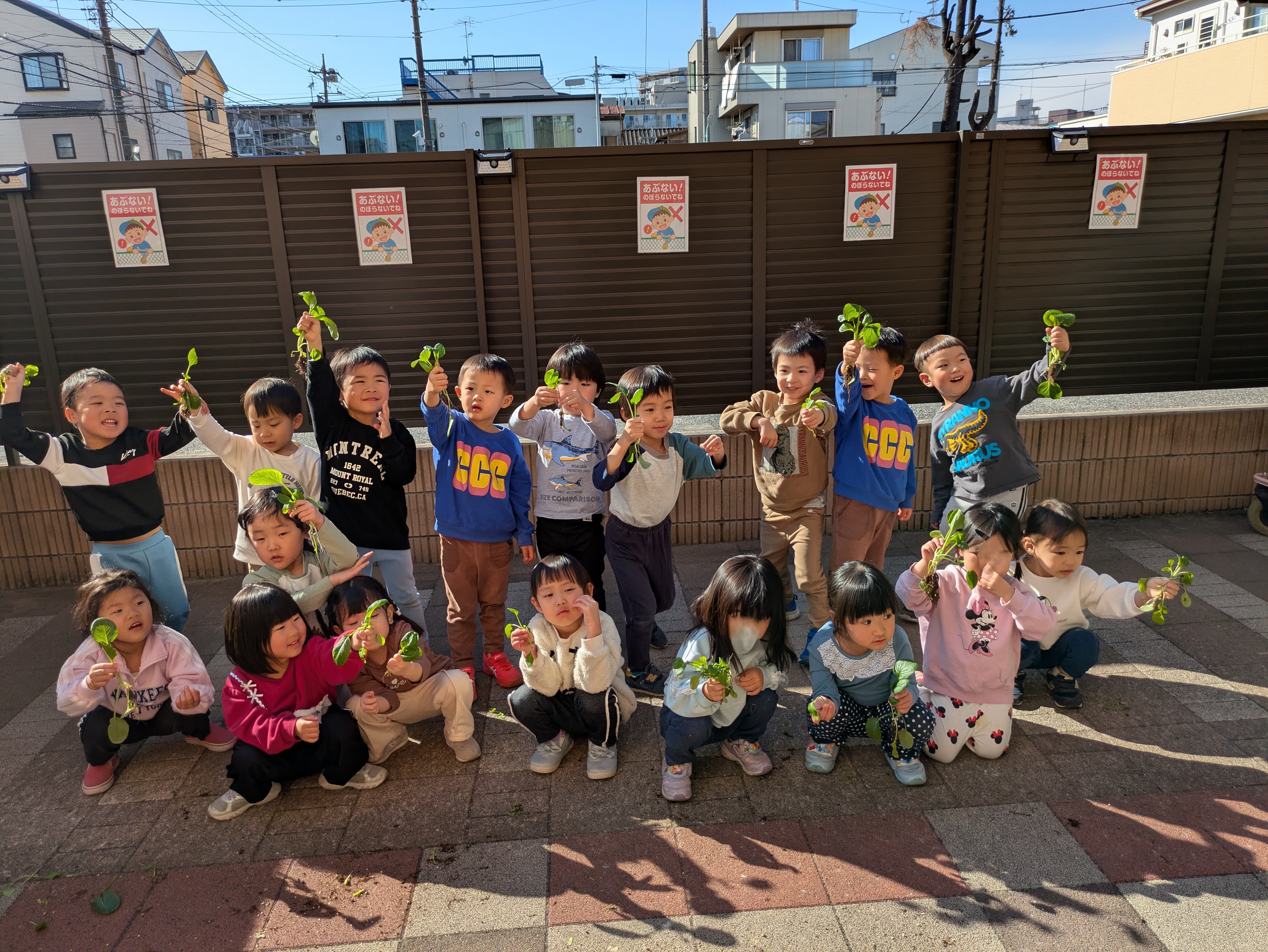 ひなた組　小松菜収穫！！