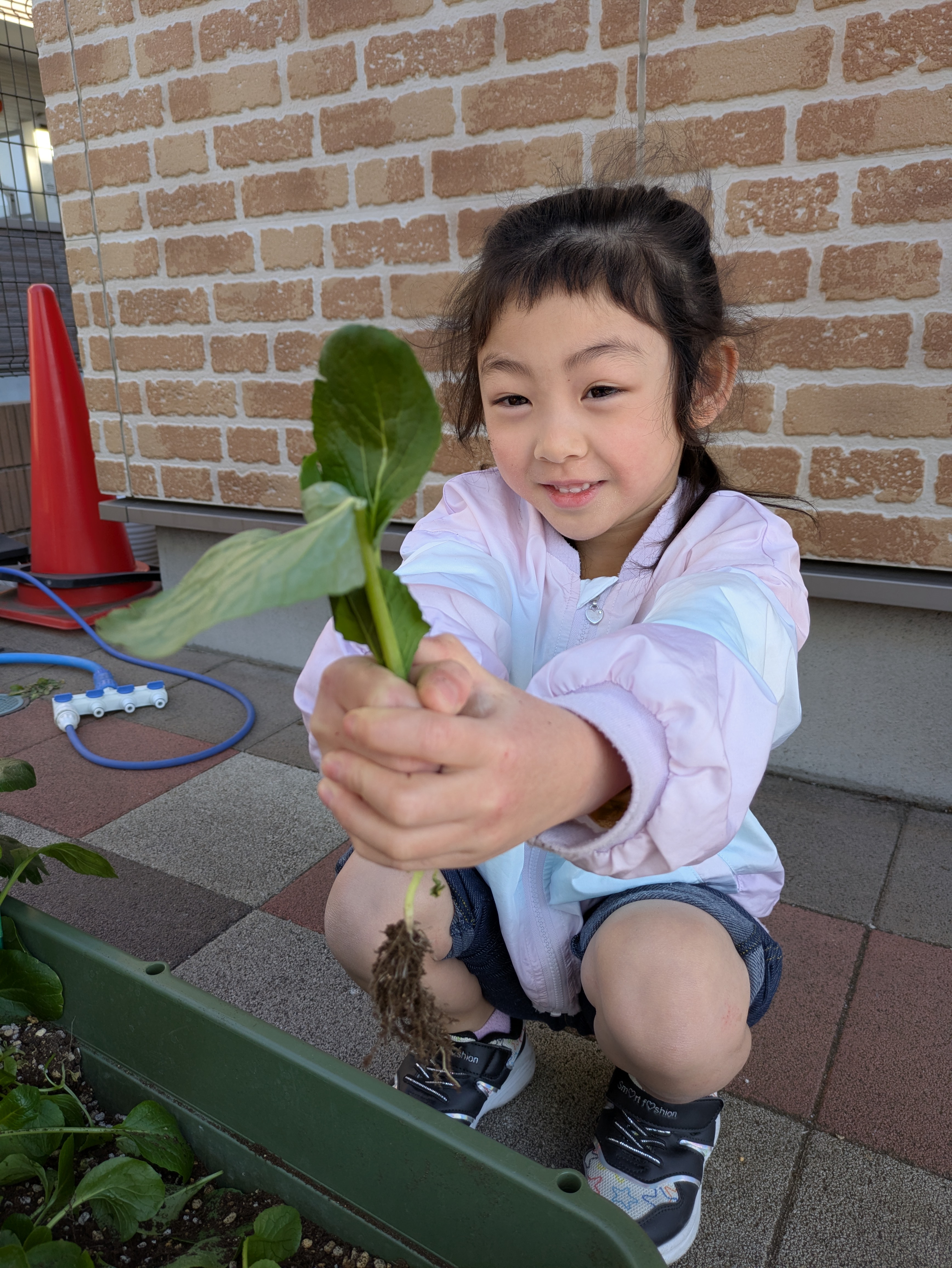 つむぎ組　だいち組　小松菜収穫！！