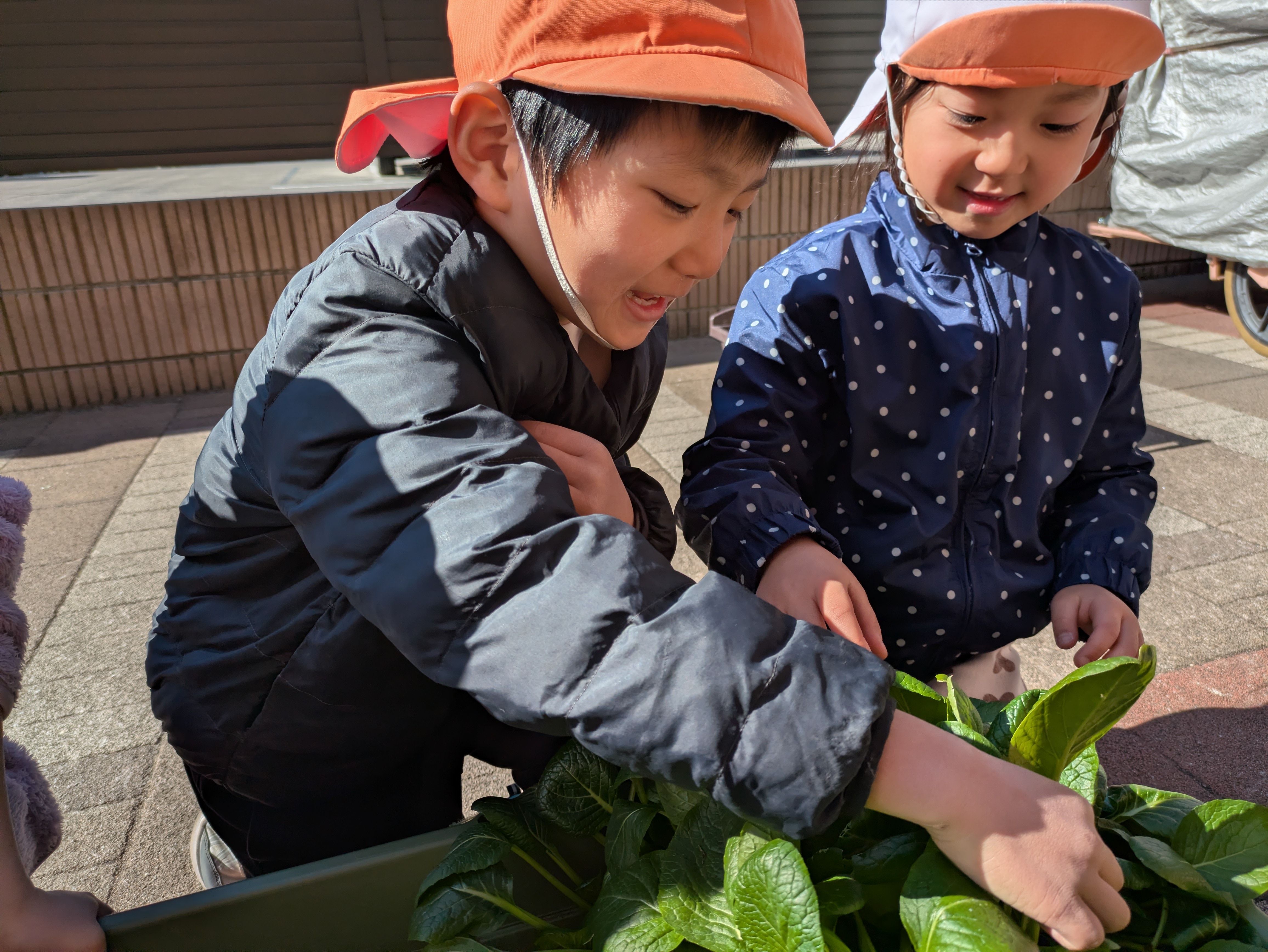 つむぎ組　だいち組　小松菜収穫！！