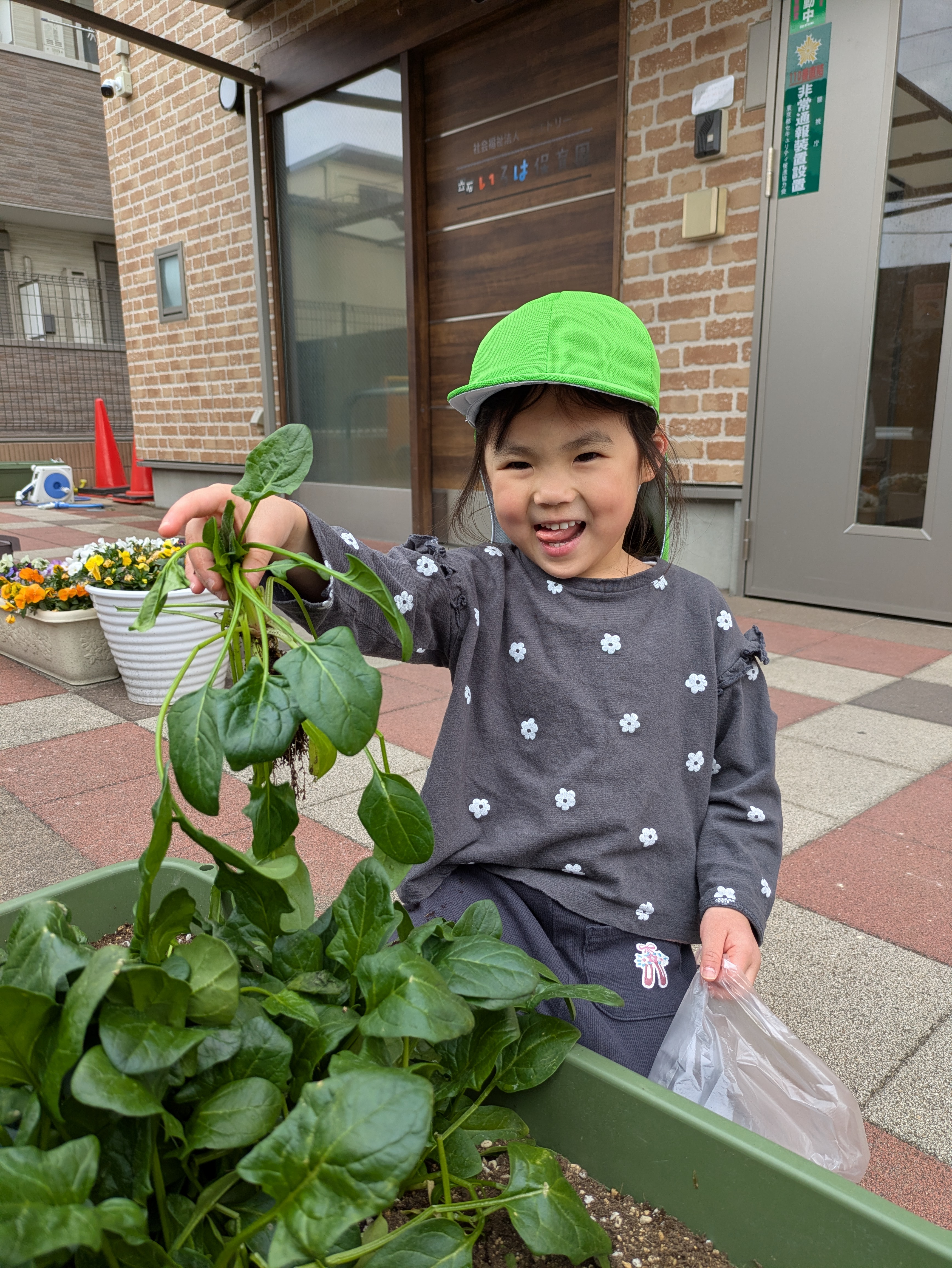 幼児クラス　ほうれん草収穫！！