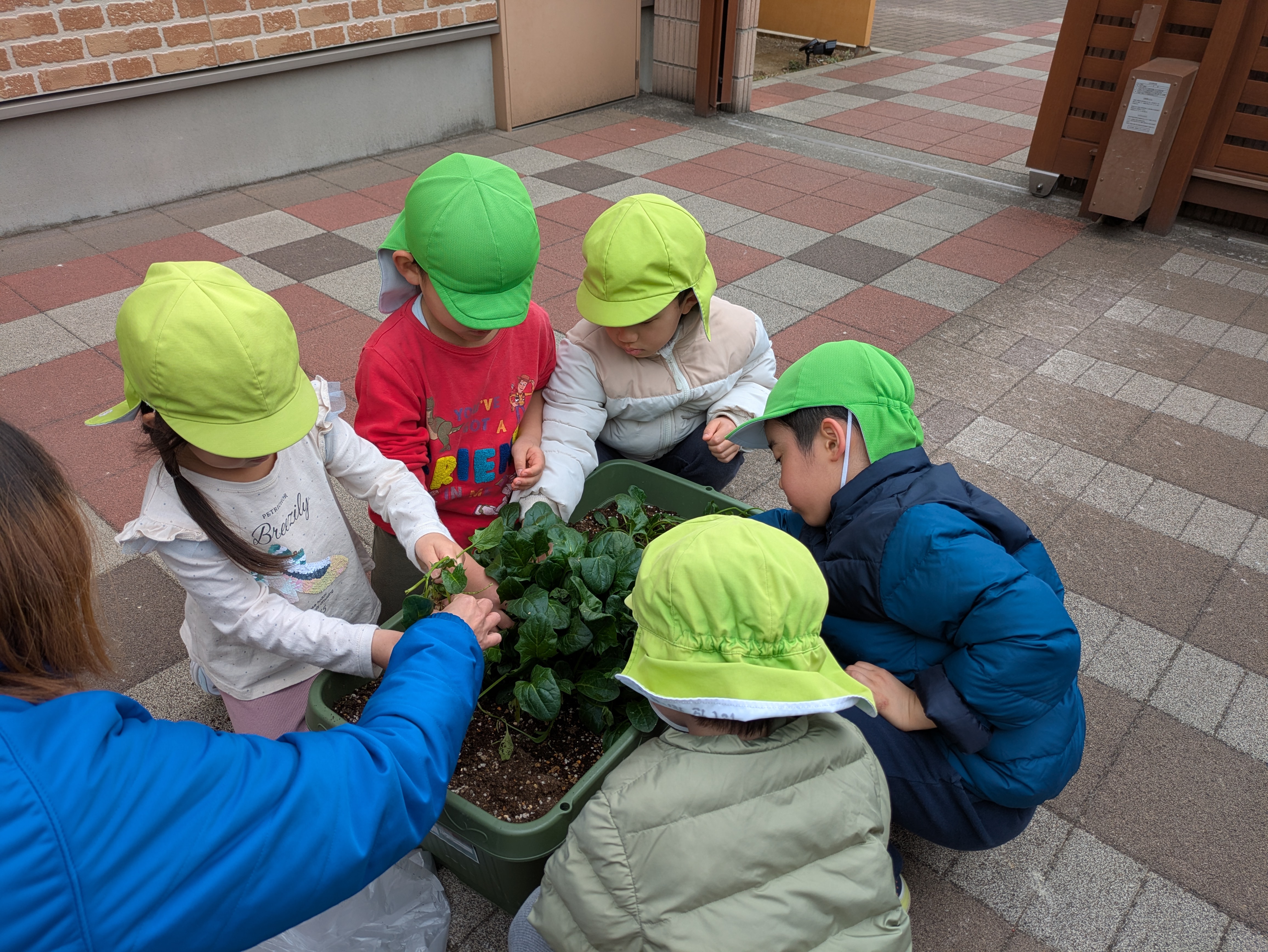 幼児クラス　ほうれん草収穫！！