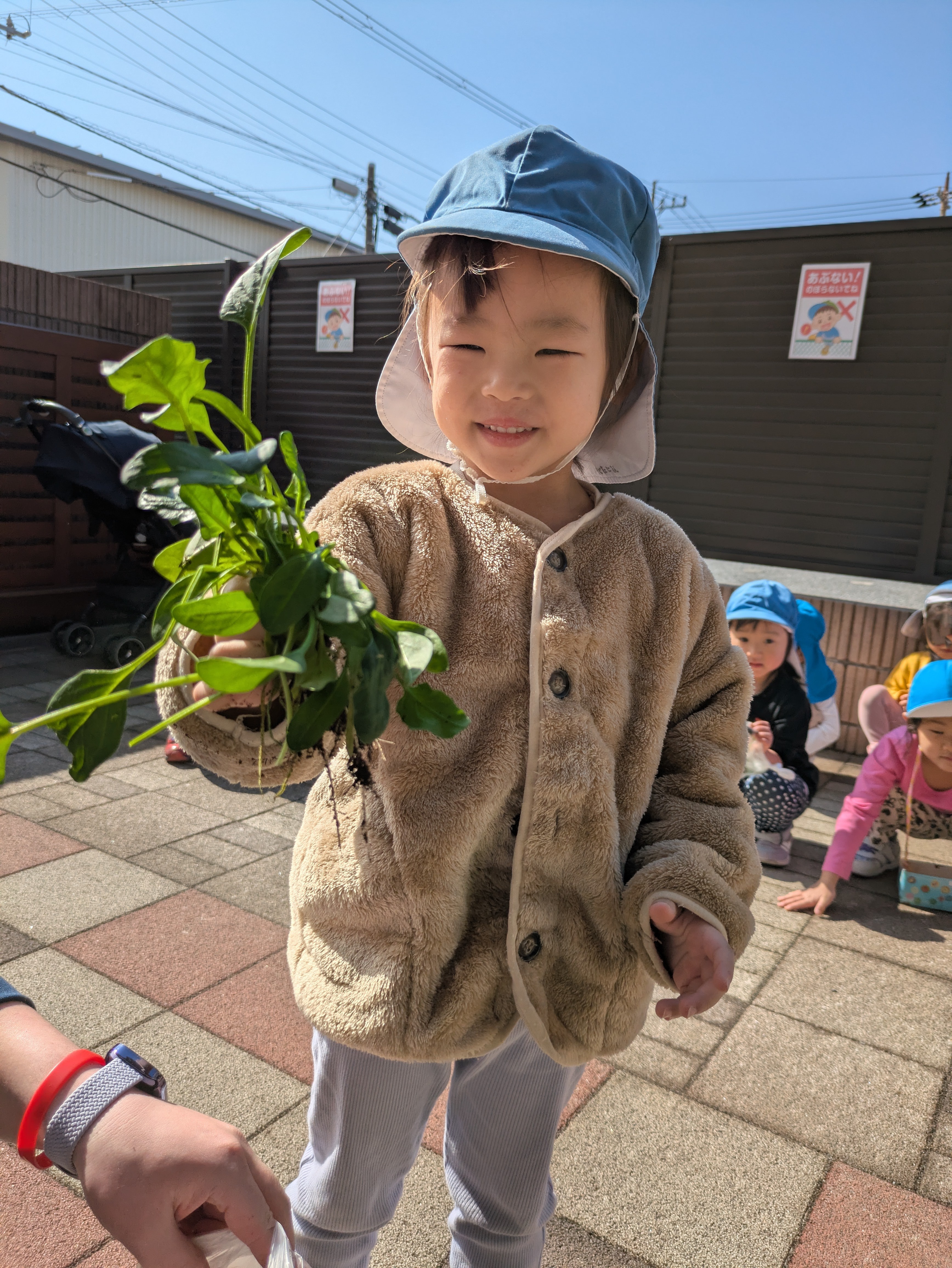 幼児クラス　ほうれん草収穫！！
