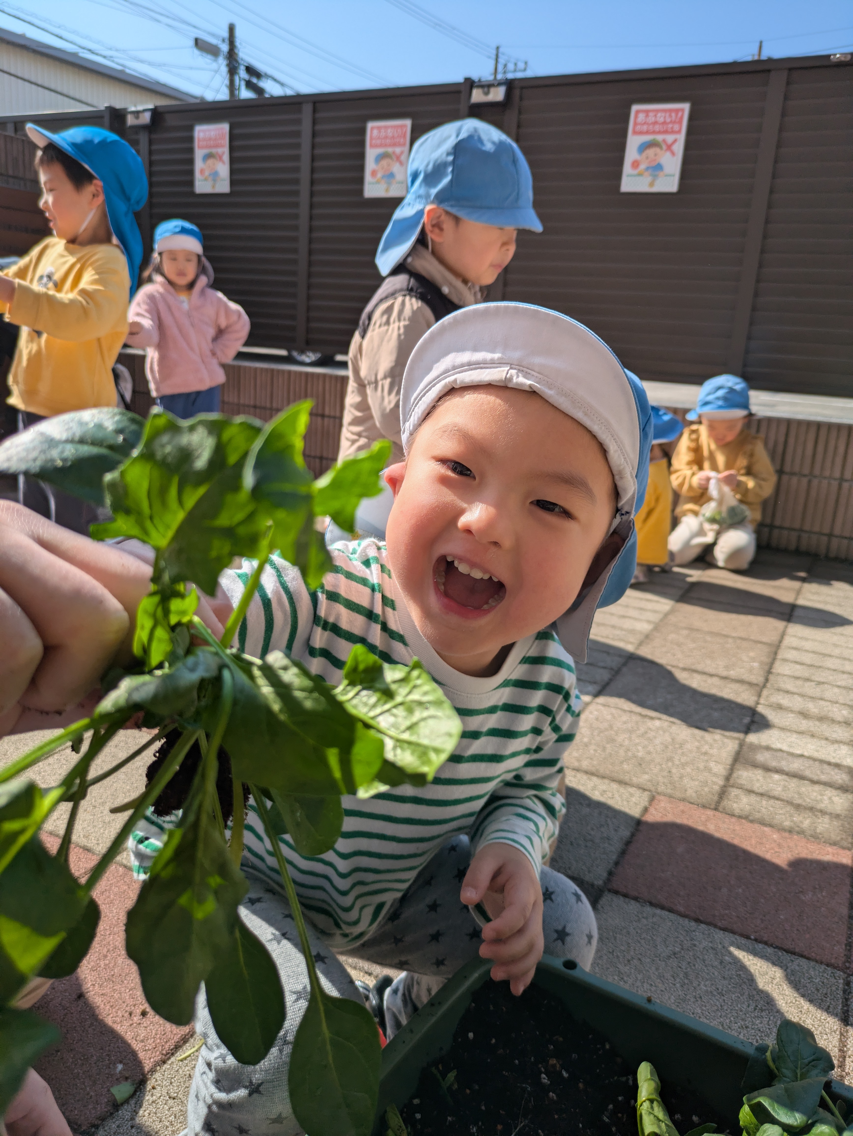 幼児クラス　ほうれん草収穫！！