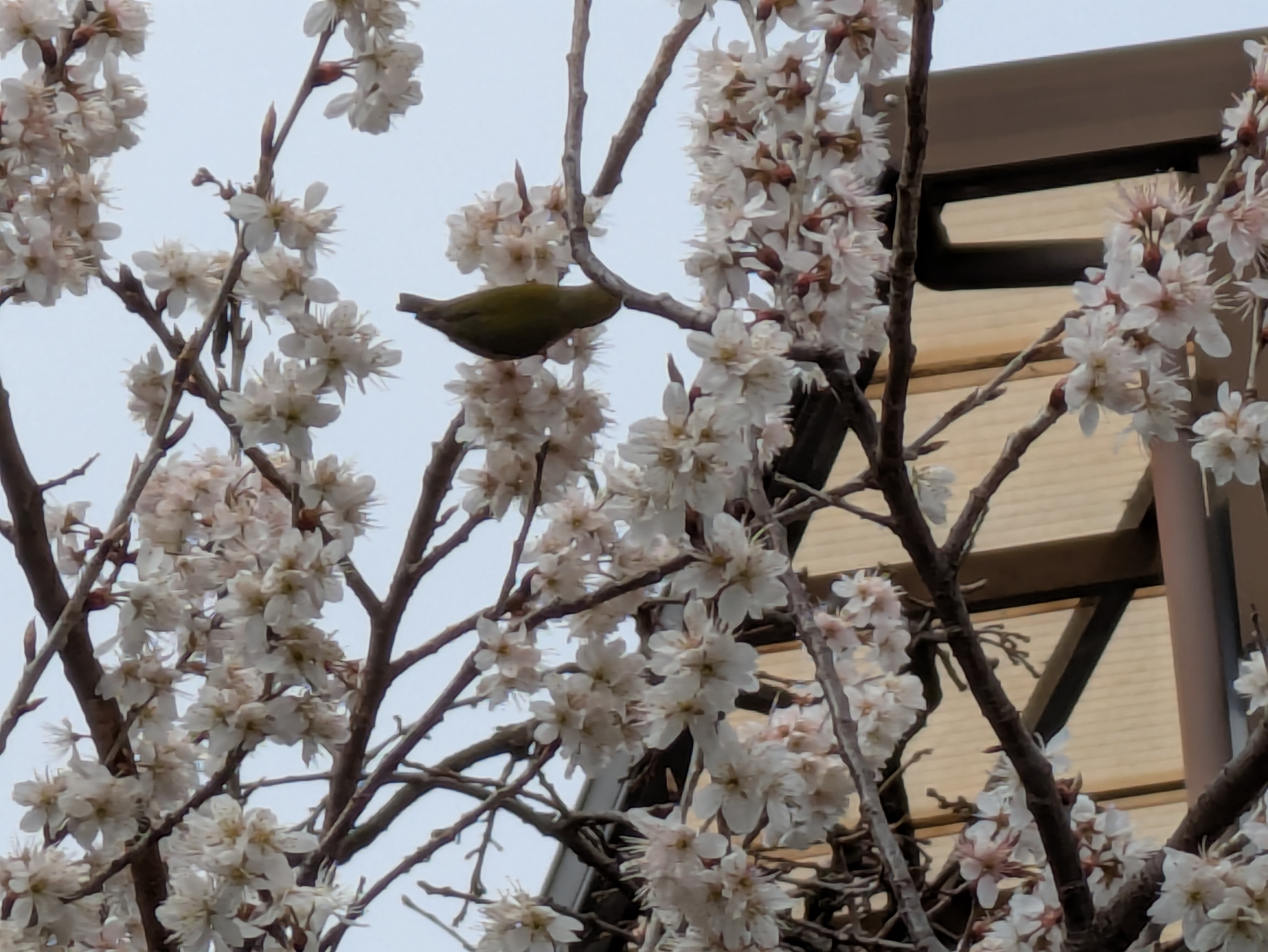 雨上がりの散歩