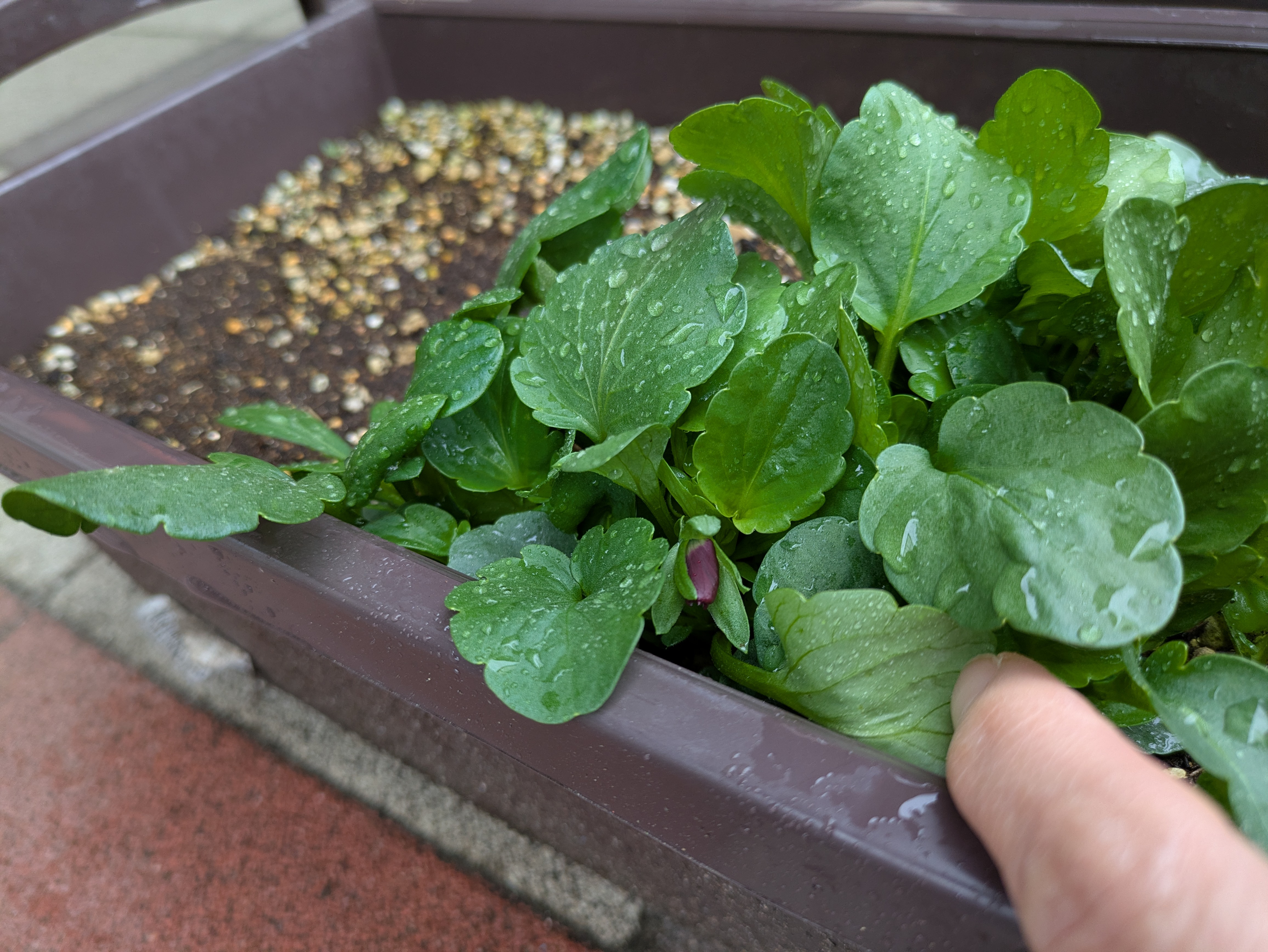 だいち組　卒園式を終えて。～春が来た～