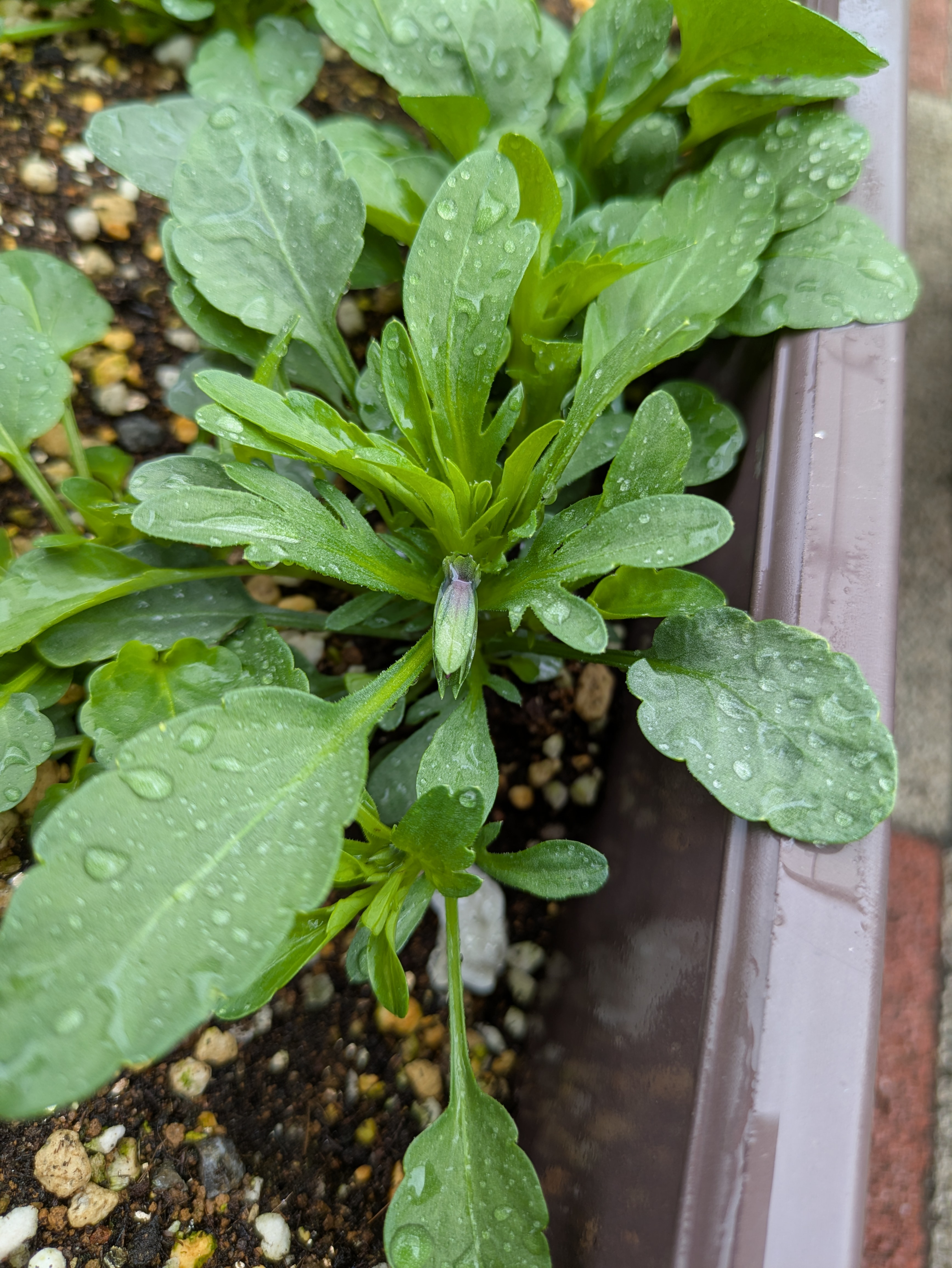 だいち組　卒園式を終えて。～春が来た～