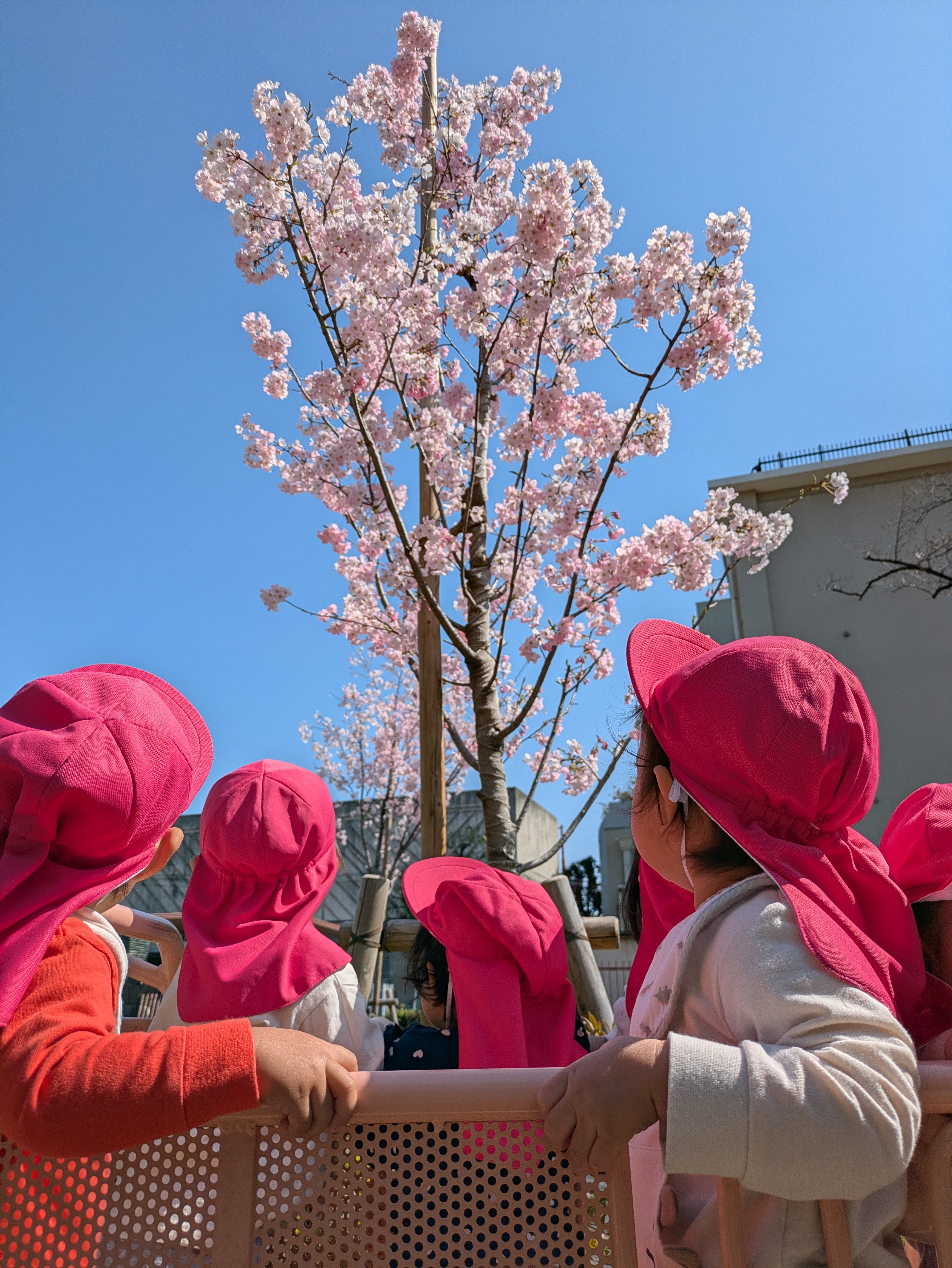 みんなでお花見♡