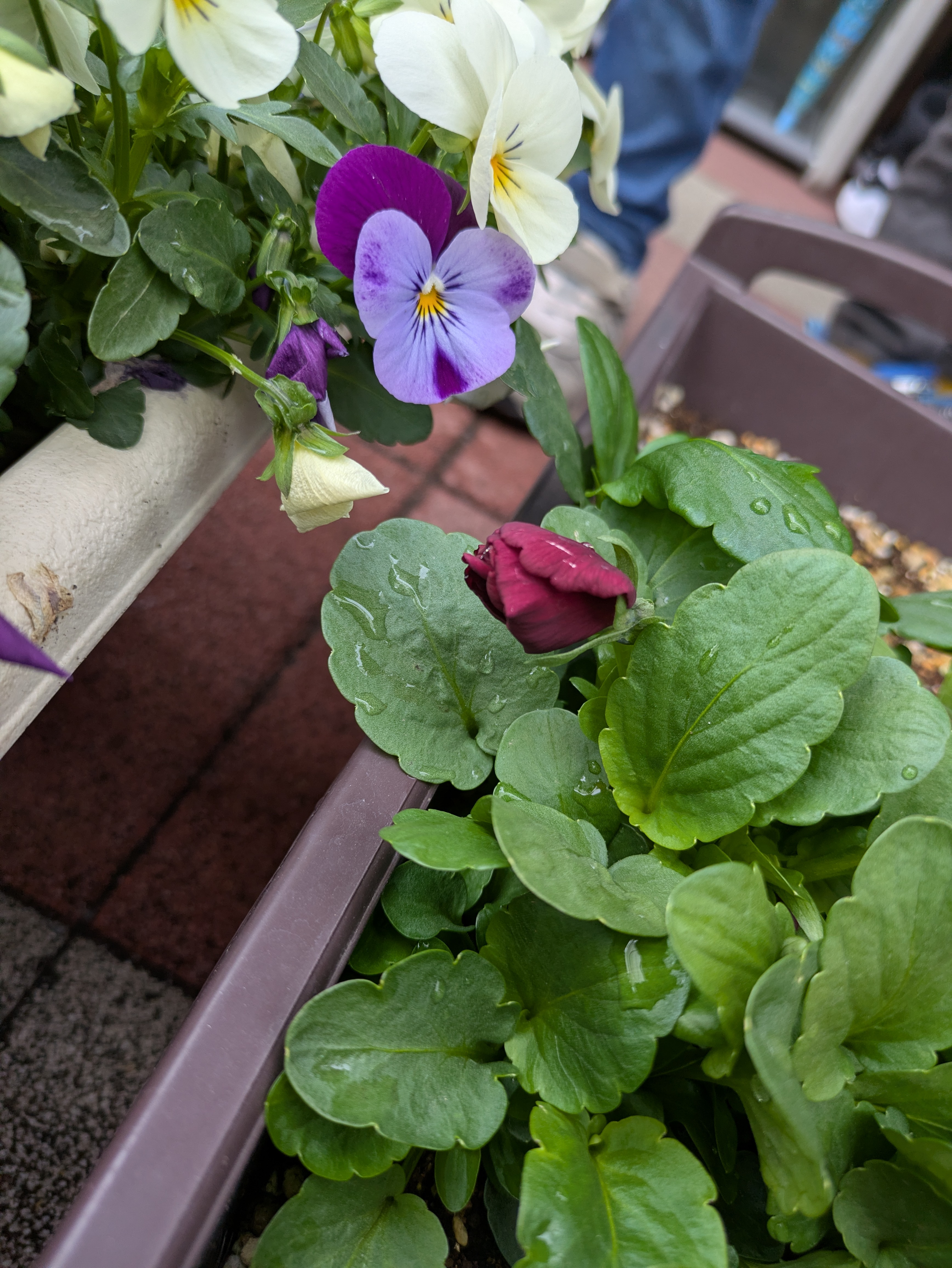 花が咲きました♡