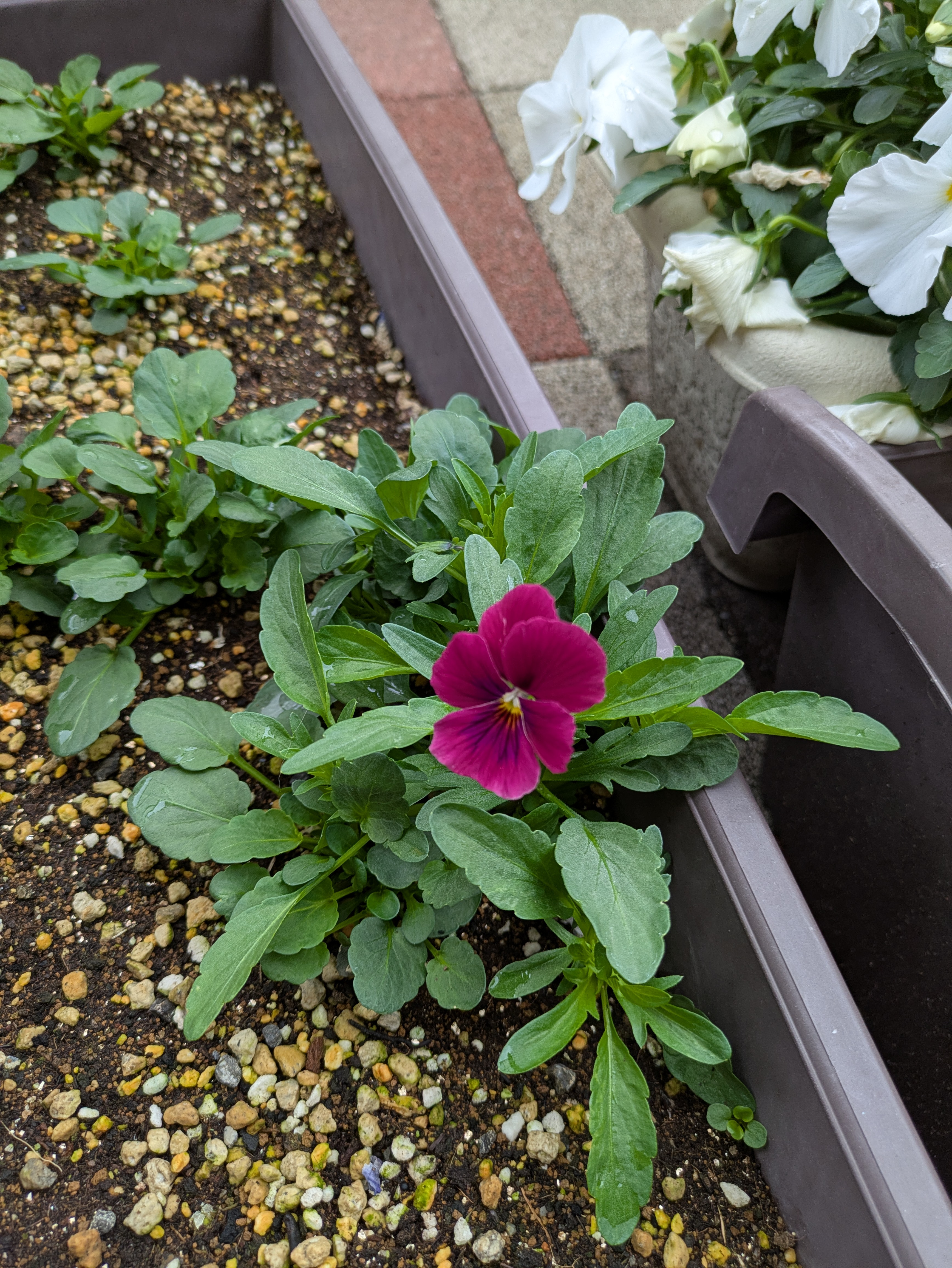 花が咲きました♡